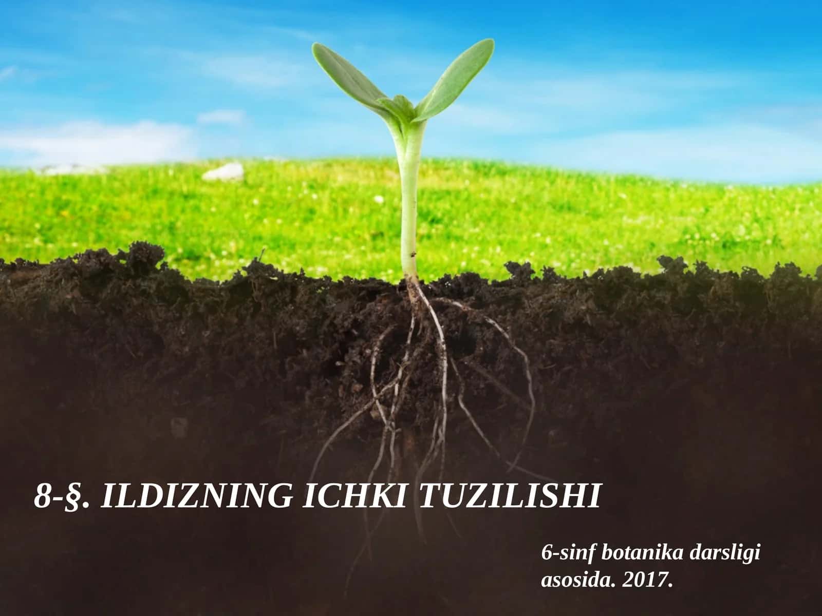 6-sinf Botanika Ildizning ichki tuzilishi 1