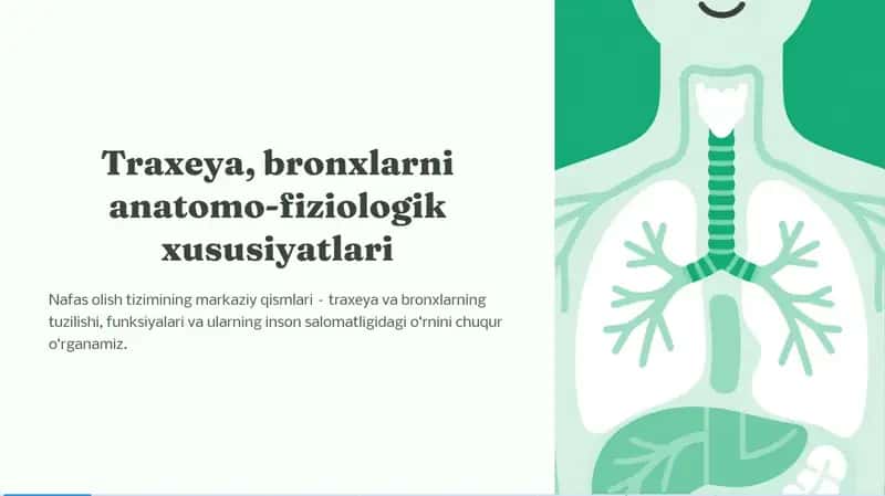 Traxeya, bronxlarni anatomo-fiziologik xususiyatlari 1