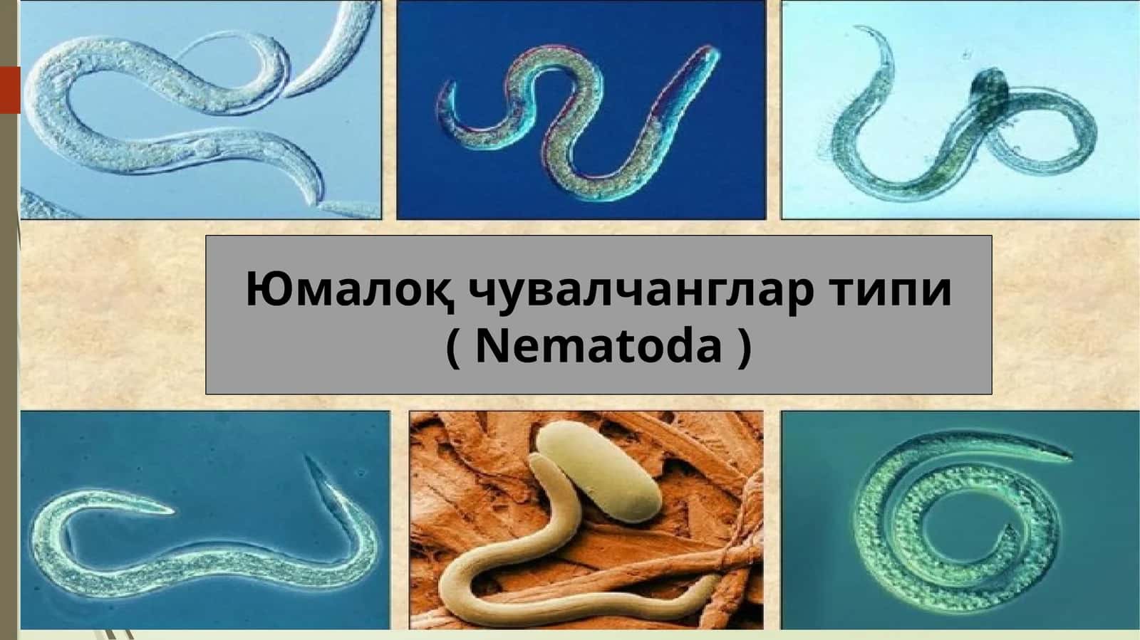 Юмалоқ чувалчанглар типи 1