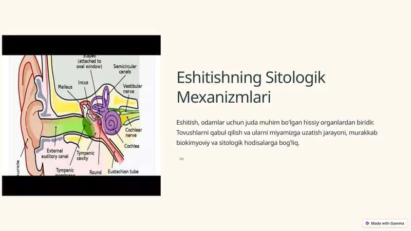 Eshitishning Sitologik Mexanizmlari 1