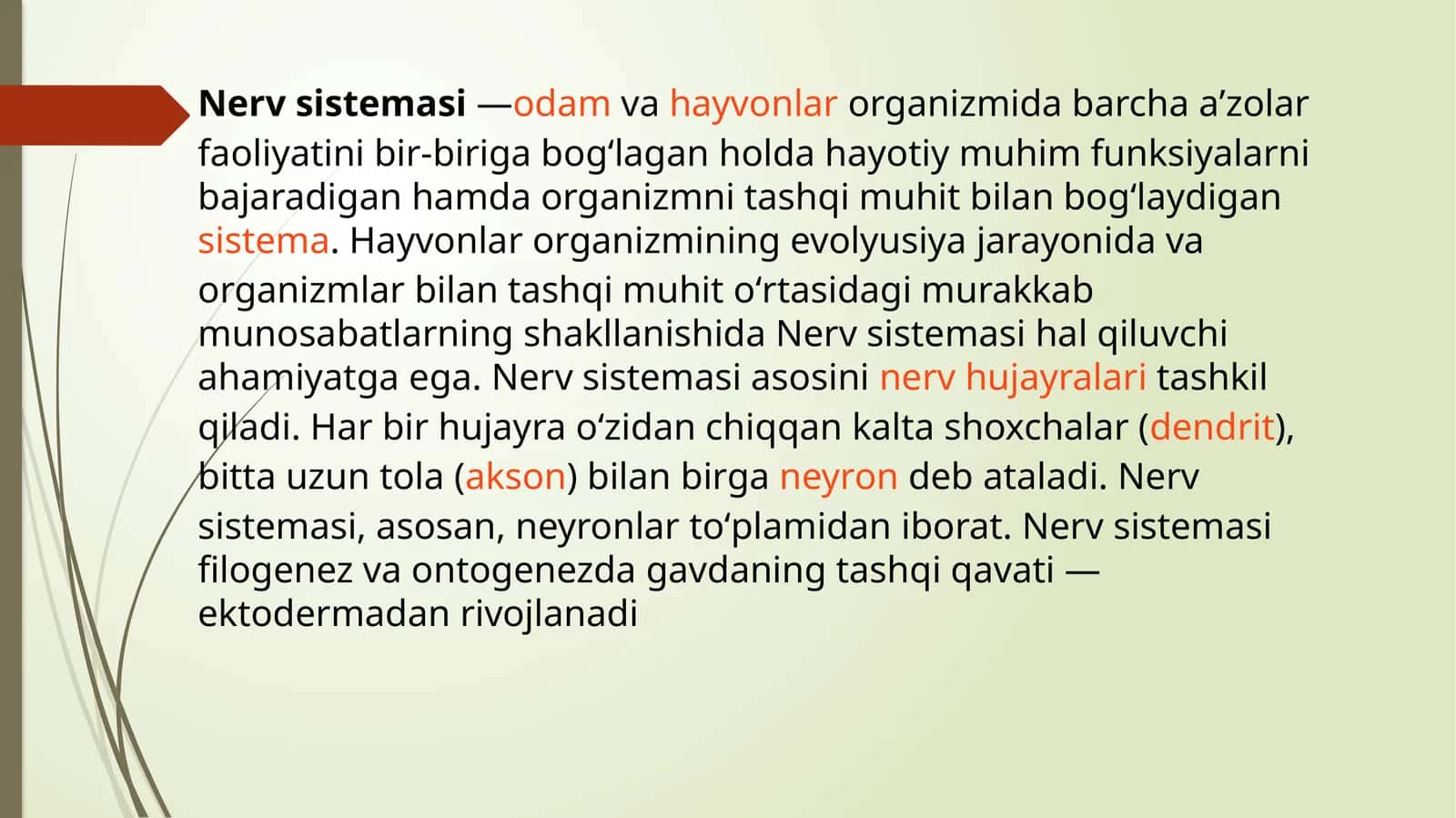 Nerv sistemasining rivojlanishi 1