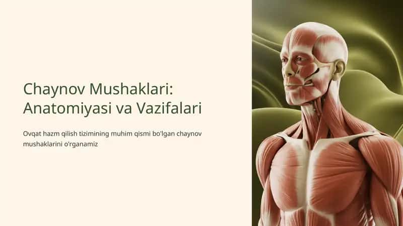 Chaynov Mushaklari: Anatomiyasi va Vazifalari 1