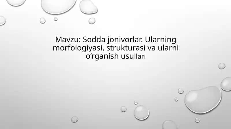 Sodda hayvonlar 1