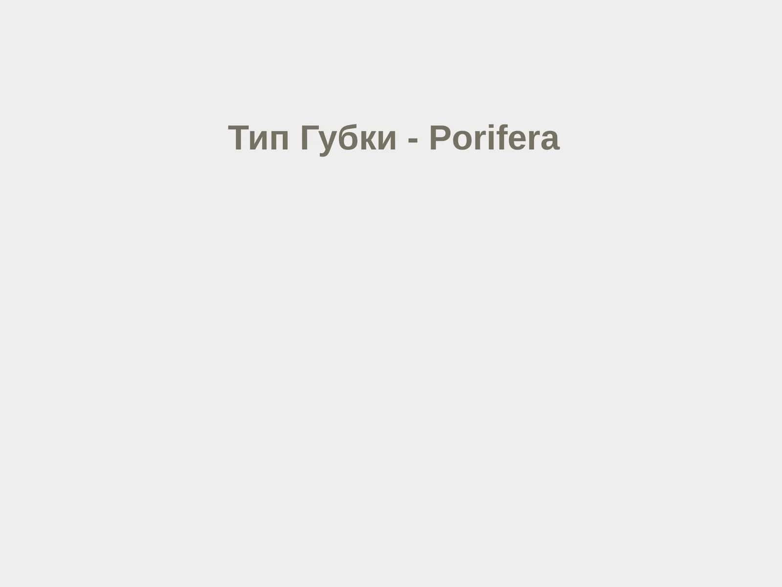 Тип Губки - Porifera 1