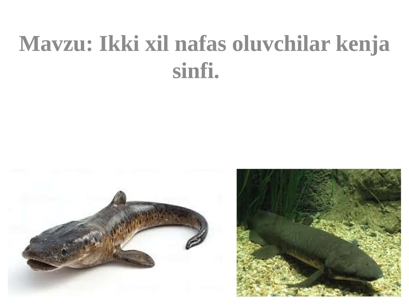 Ikkixilnafasoluvchilarkenjasinfi 1