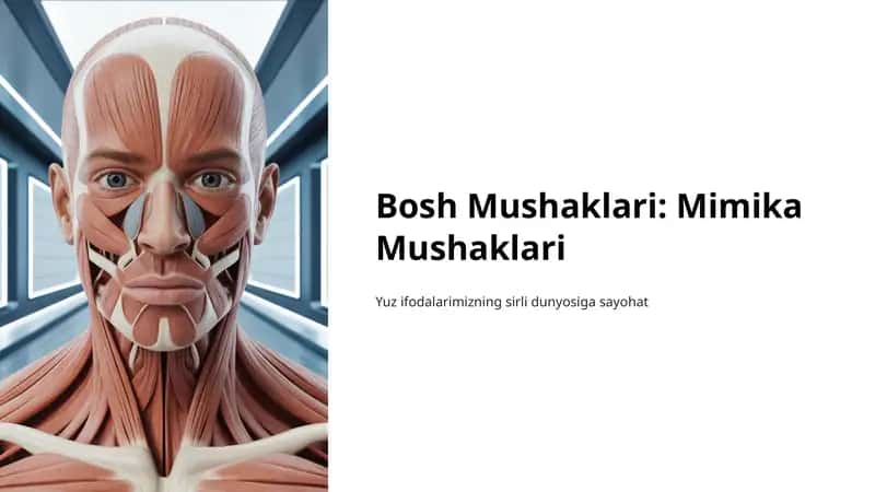 Bosh Mushaklari: Mimika Mushaklari 1