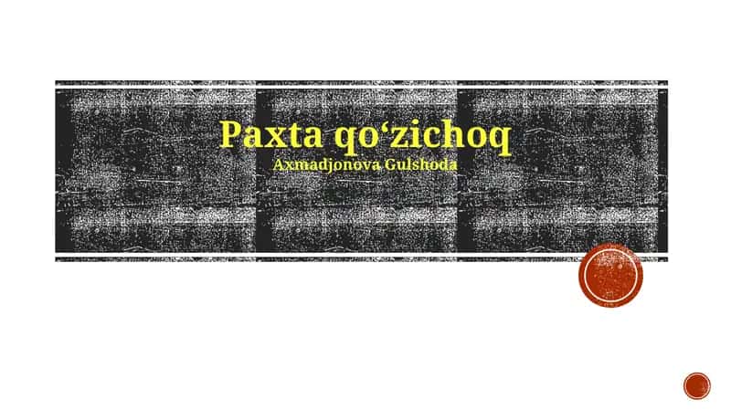 Paxta qoʻzichoq 1