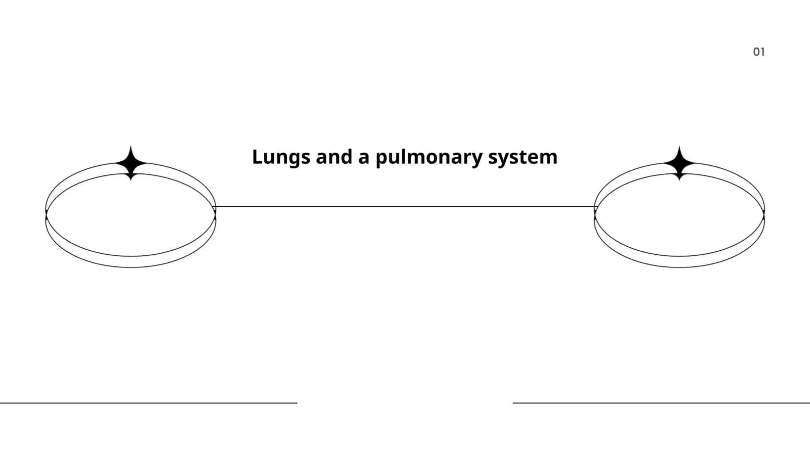 Lungs and a pulmonary system 1