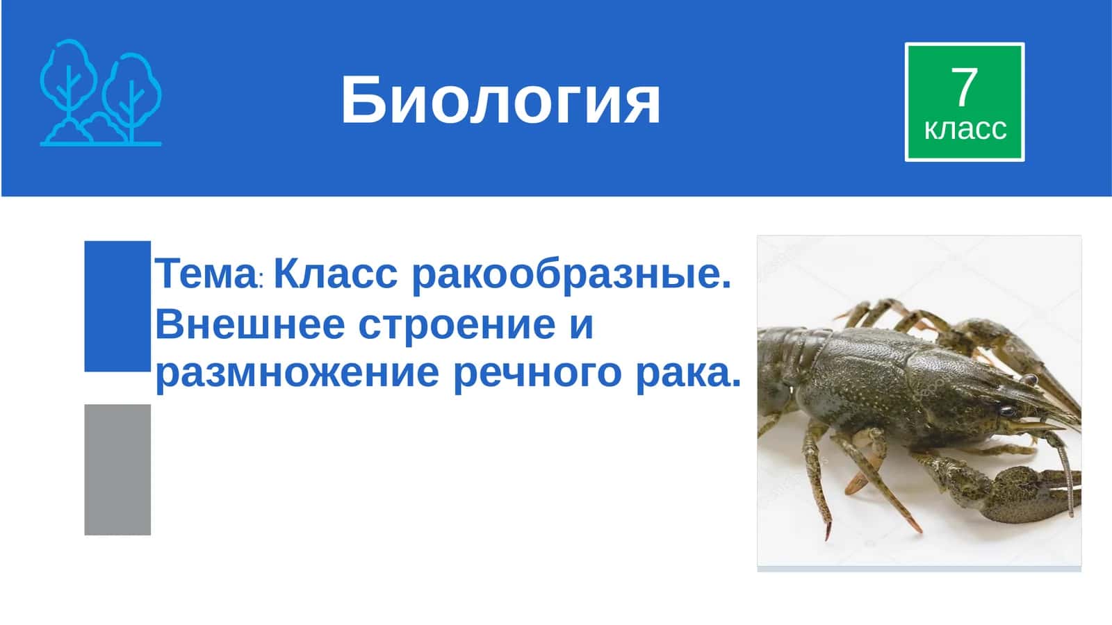 Класс ракообразные 1