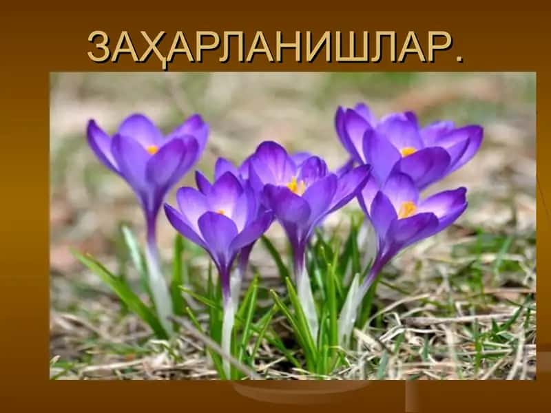 Заҳарланишлар 1
