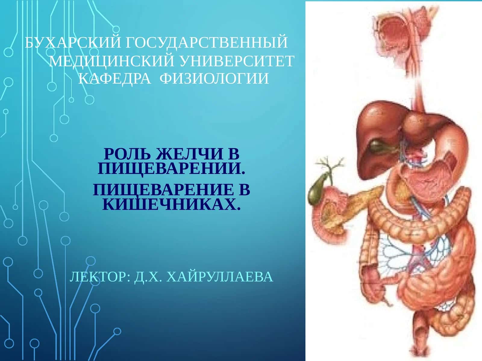 РОЛЬ ЖЕЛЧИ В ПИЩЕВАРЕНИИ 1