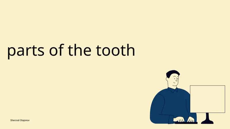 Parts of the tooth 1