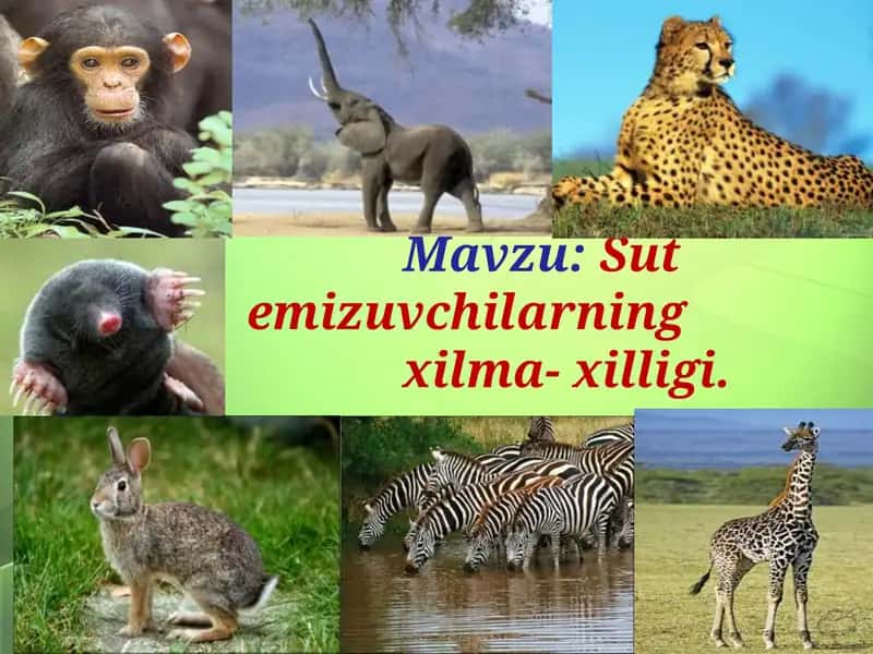 Sut emizuvchilarning xilma-xilligi 1