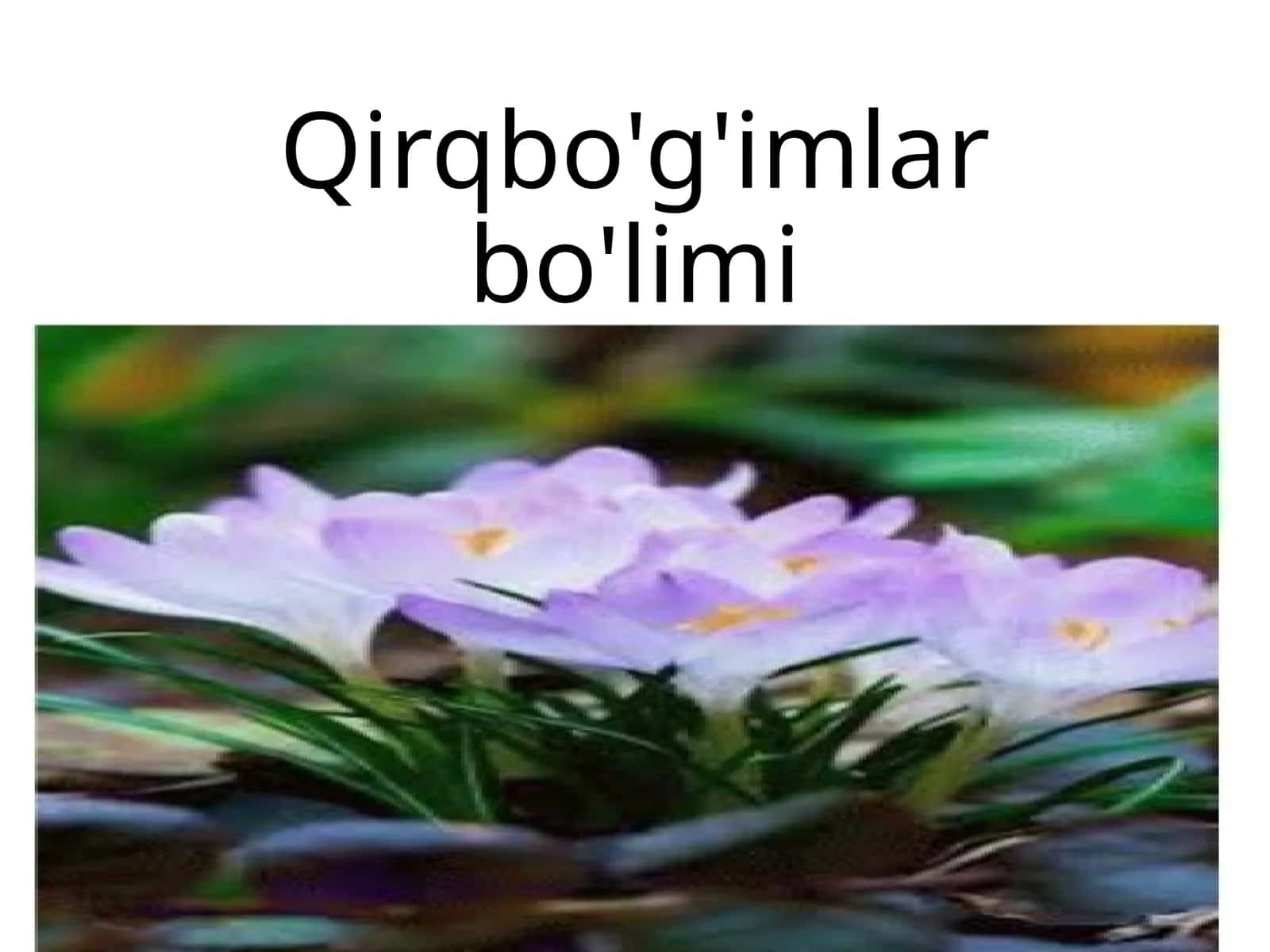 Qirqbo'g'imlarbo'limi 1