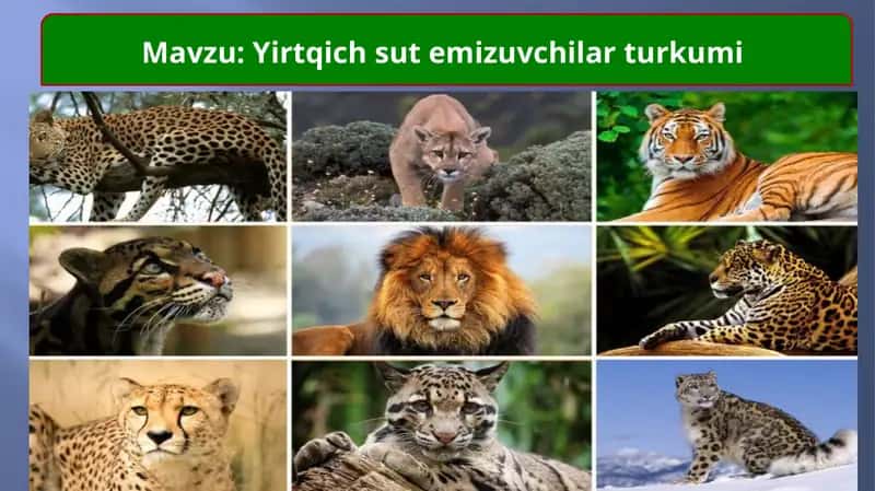 Yirtqich sutemizuvchilar turkumi 1