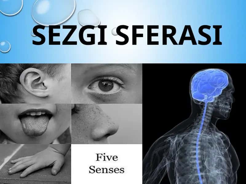 Sezgi Sferasi 1