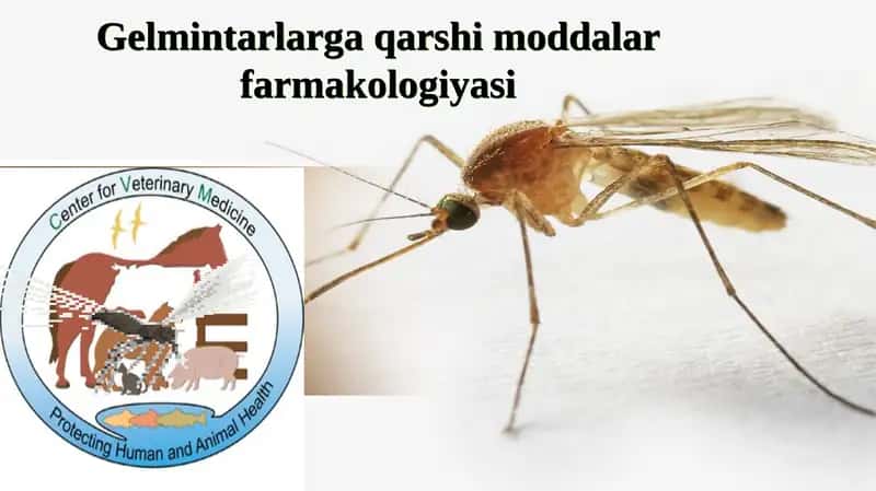 BALIQ SKELETI” INTERFAOL USUL 1