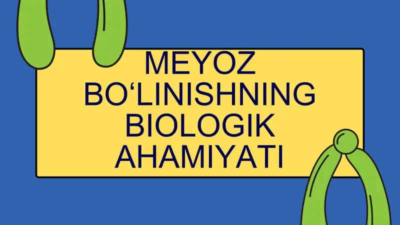 MEYOZ BO‘LINISHNING BIOLOGIK AHAMIYATI 1