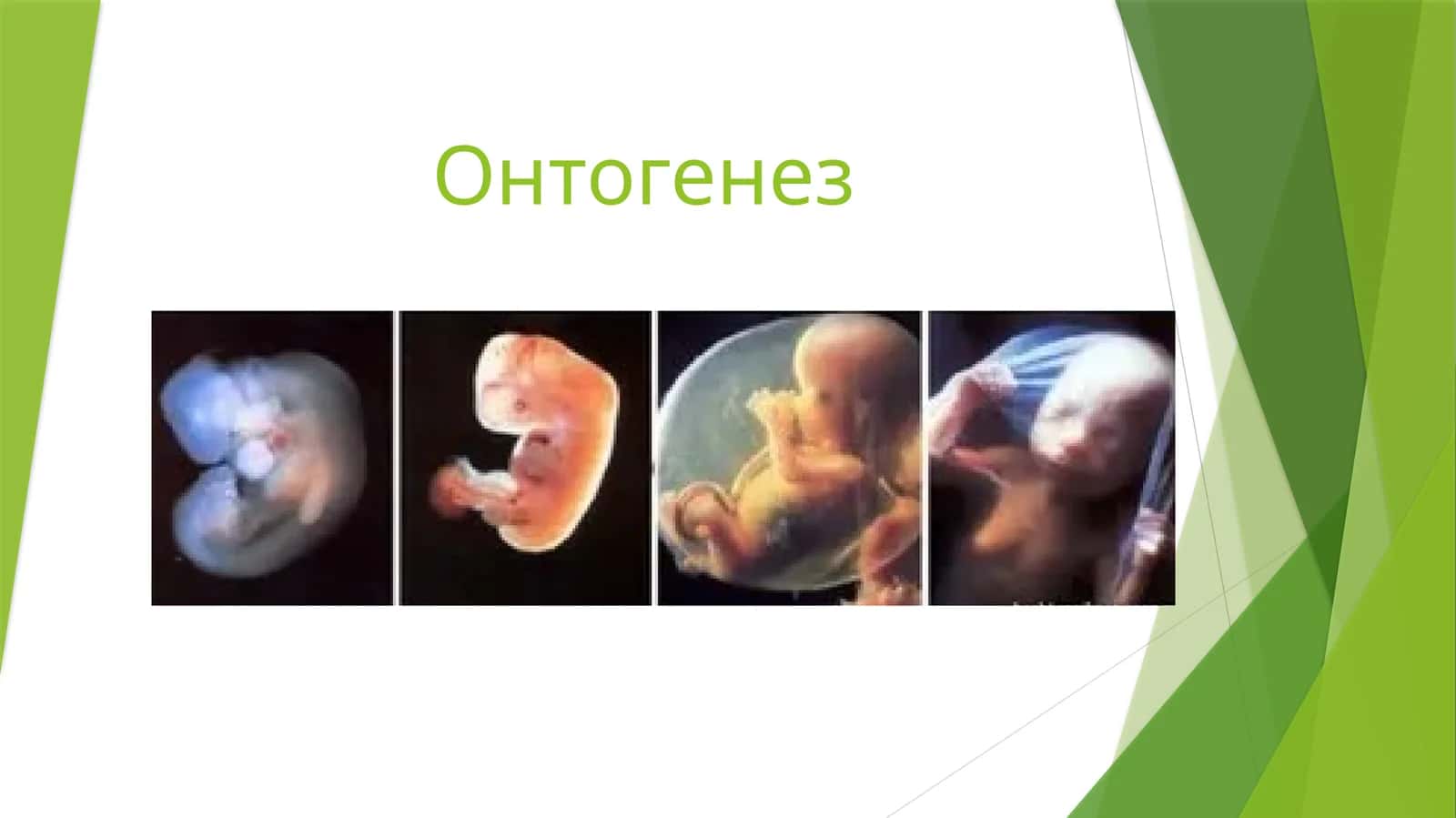 Онтогенез 1