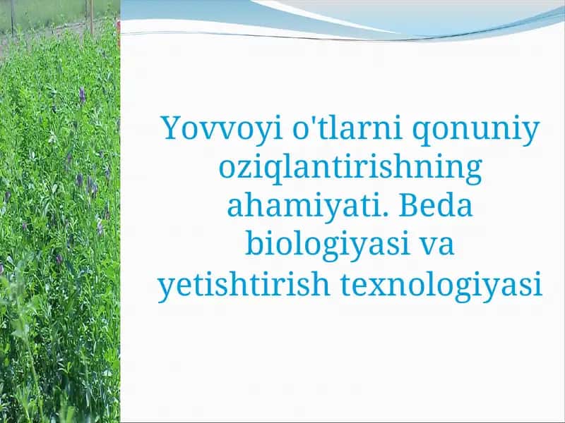 YeM - XAShAK O‘TLARNING AHAMIYaTI 1