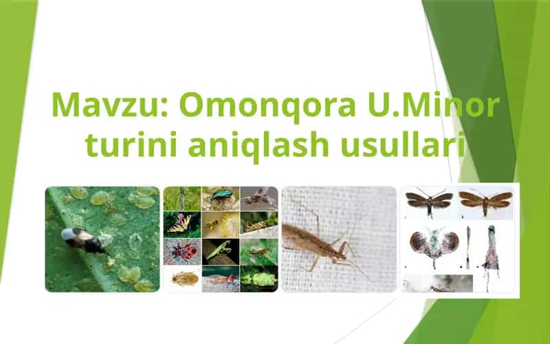 Omonqora U.Minor turini aniqlash usullari 1
