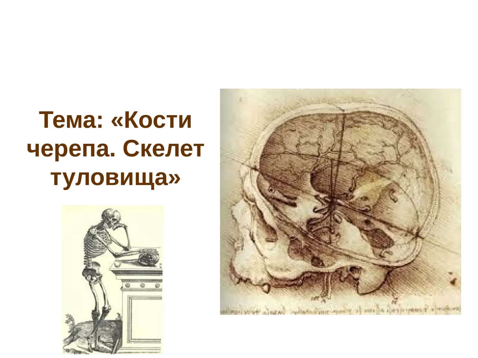 Кости черепа. Скелет туловища 1