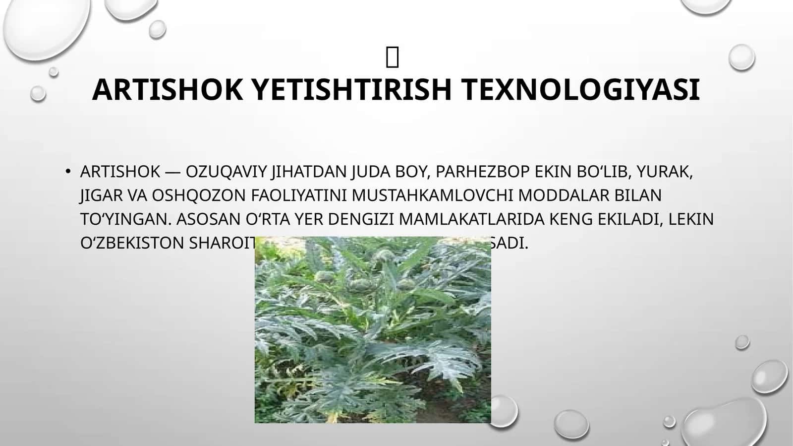 Artishok yetishtirish 1