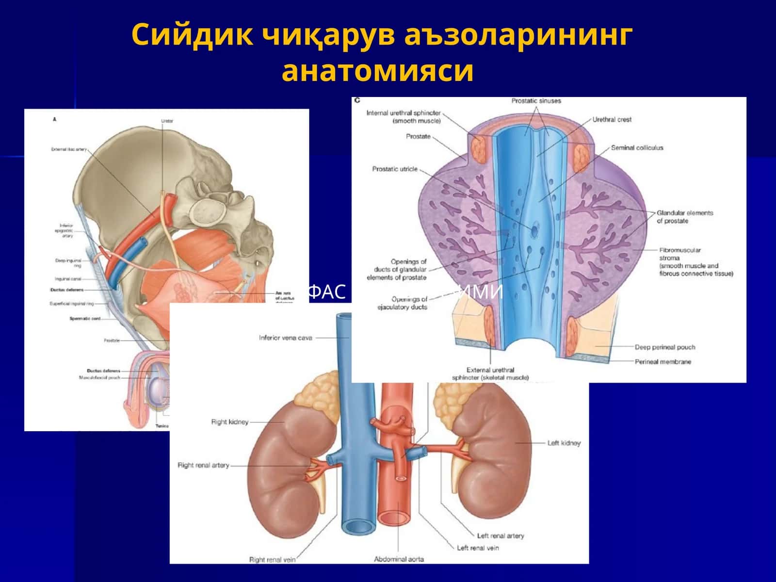 Сийдик чиқарув аъзоларининг анатомияси 1