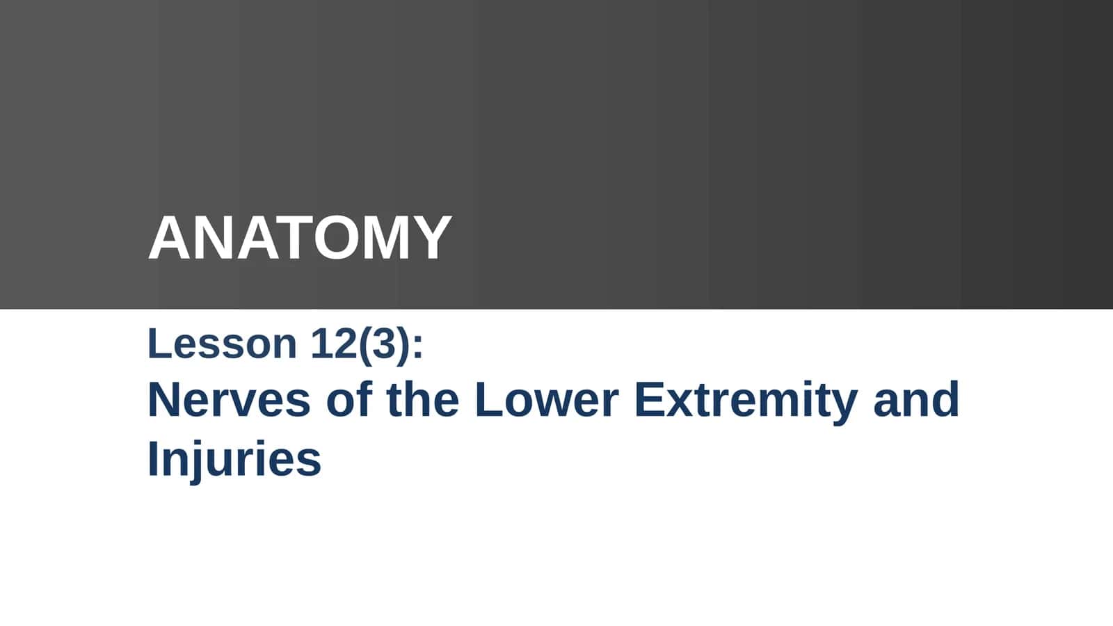 Lesson 12: Nerves of the Lower Extremity and Injuries 1