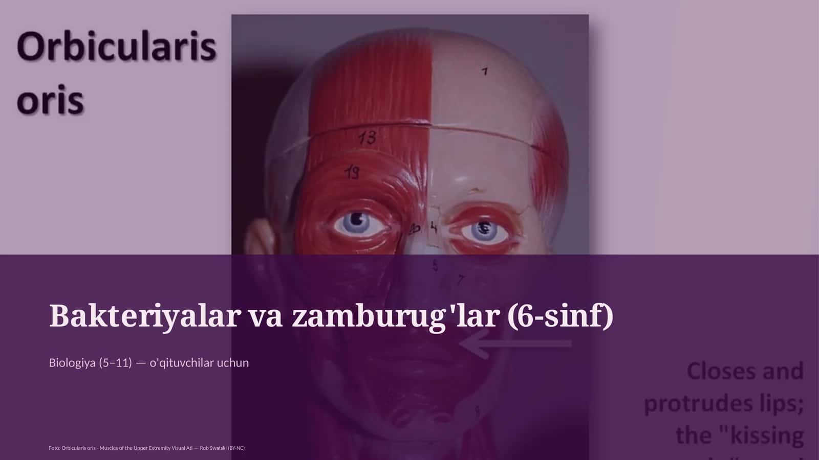 Bakteriyalar va zamburug'lar (6-sinf) 1