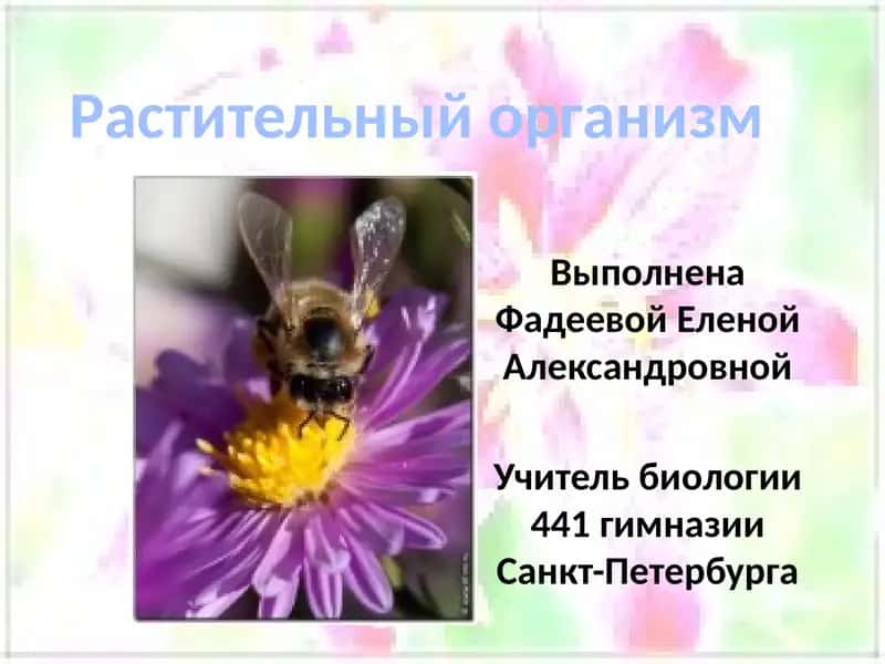 Rastitelnый organizm 1