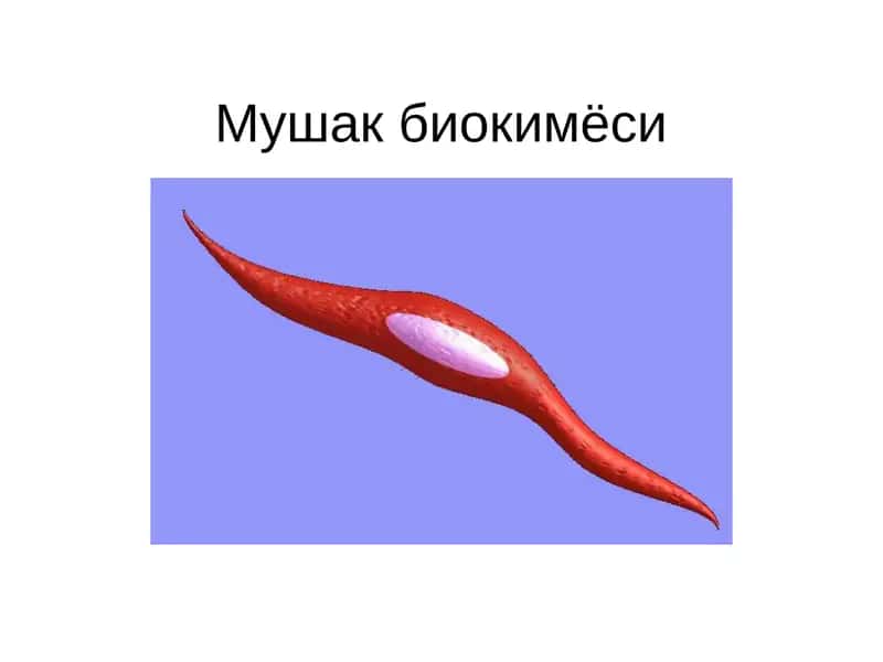 Мушак биокимёси 1
