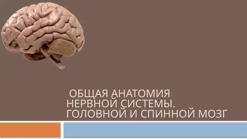 ГОЛОВНОЙ И СПИННОЙ МОЗГ 1