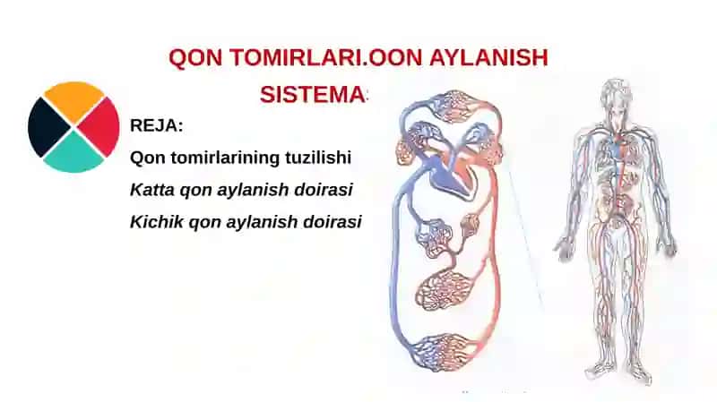 QQON TOMIRLARI.QON AYLANISH SISTEMASI dars ishlanma