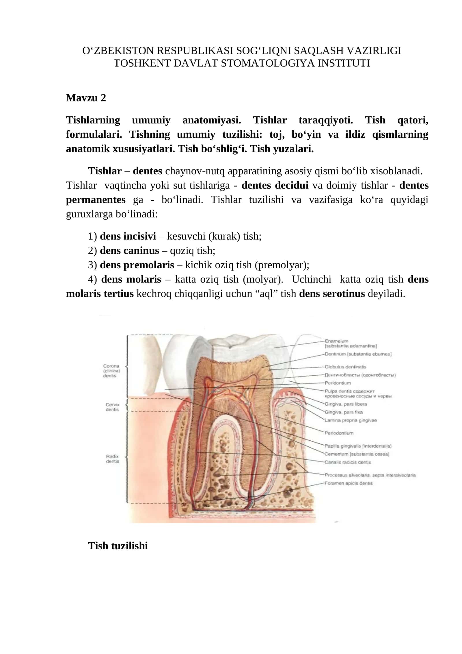 Tishlarning umumiy anatomiyasi 1