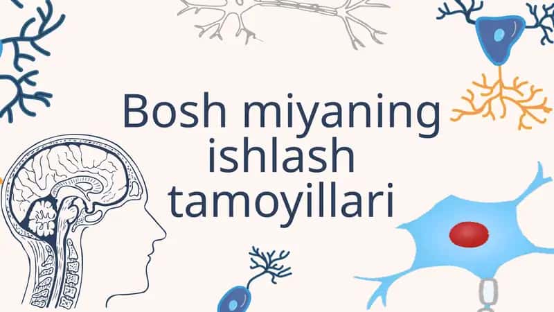 Bosh miyaning ishlash tamoyillari 1