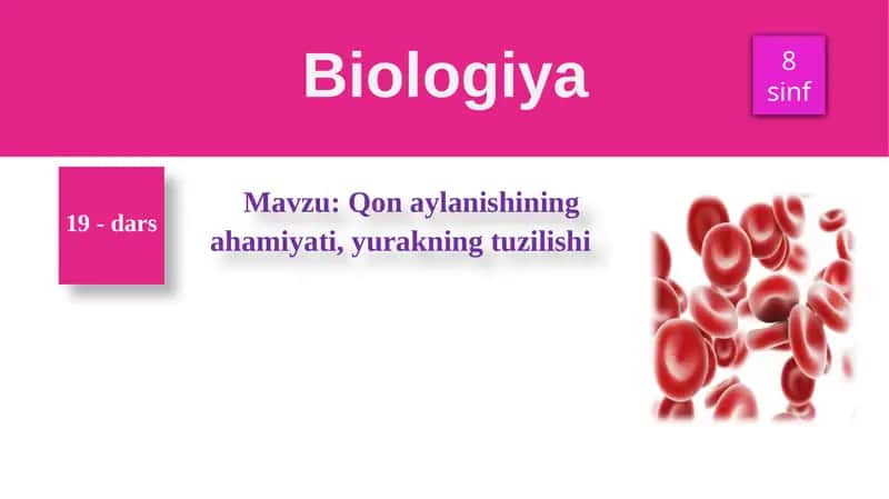 Qon aylanishining ahamiyati, yurakning tuzilishi 1