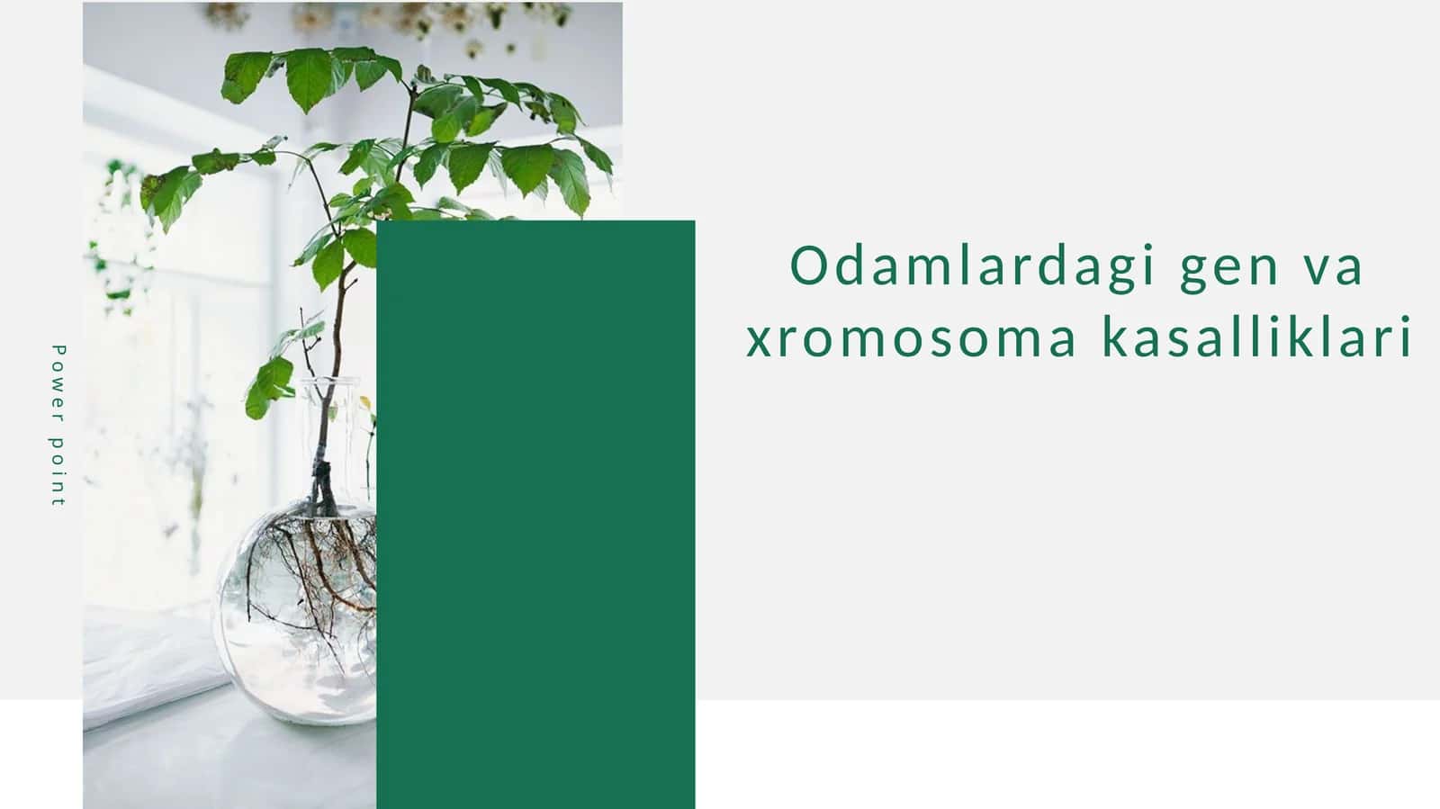 Odamlardagi gen va xromosoma kasalliklari 1