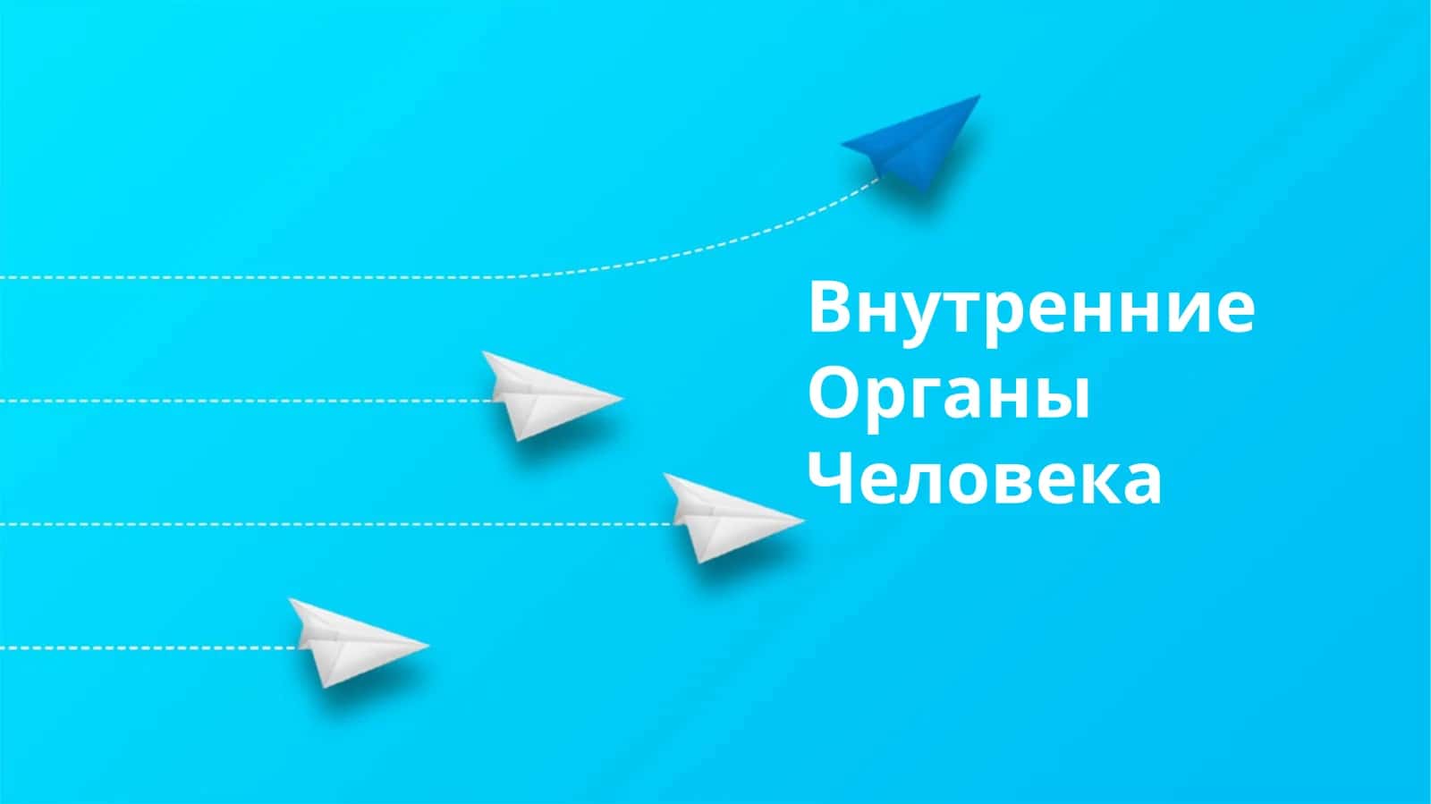 Внутренние органы человека 1