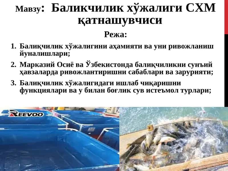 Баликчилик хўжалиги СХМ қатнашувчиси 1
