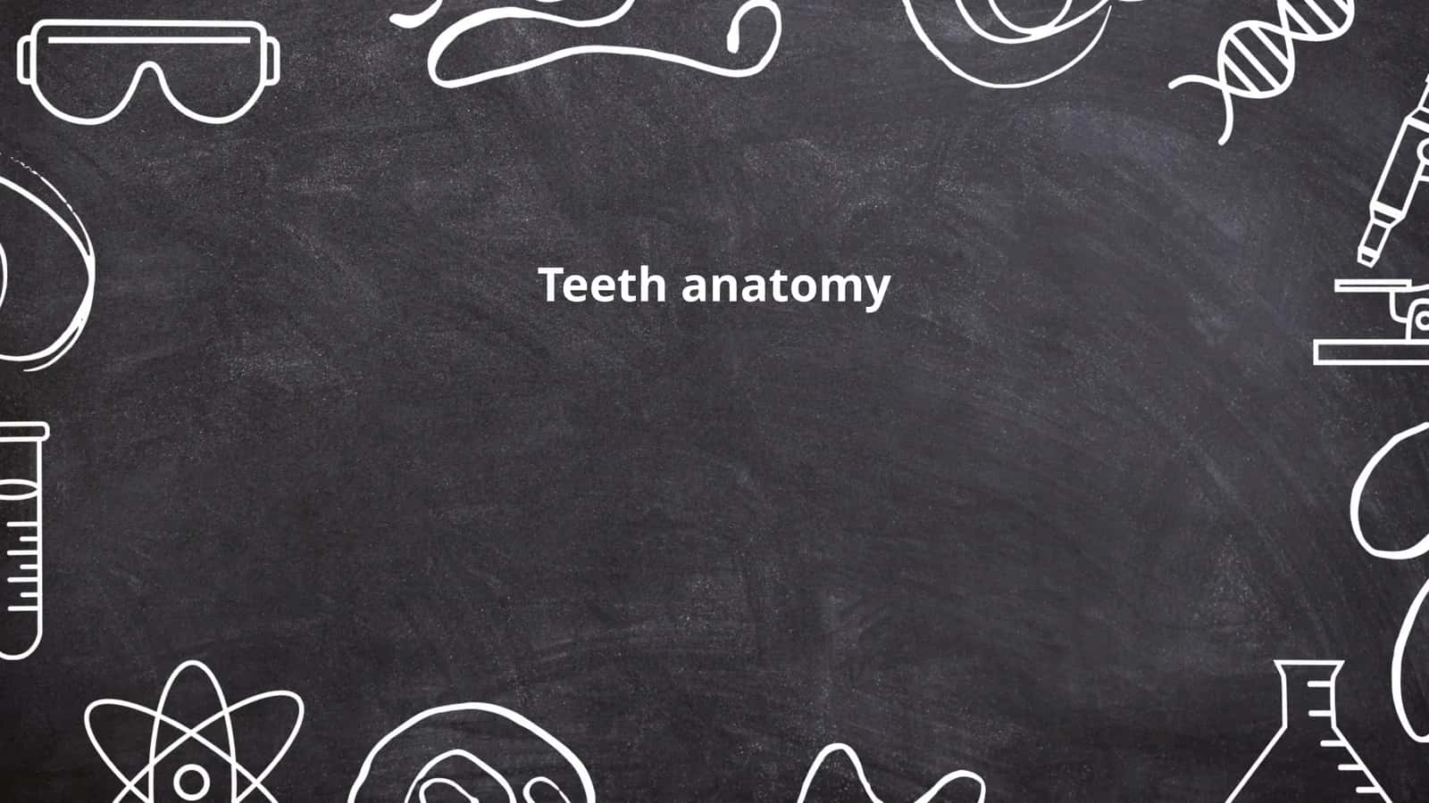 Teeth anatomy 1