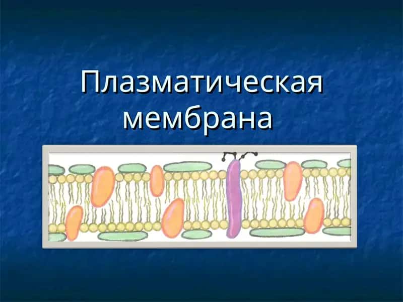 Плазматическая мембрана 1