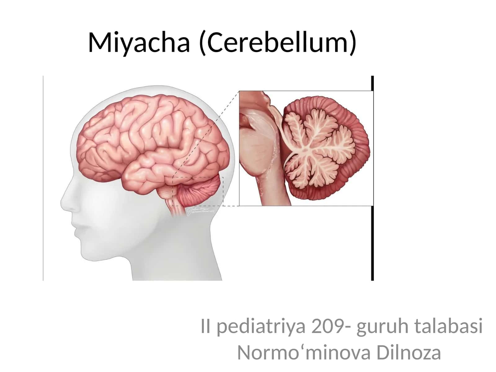 Miyacha (Cerebellum) 1