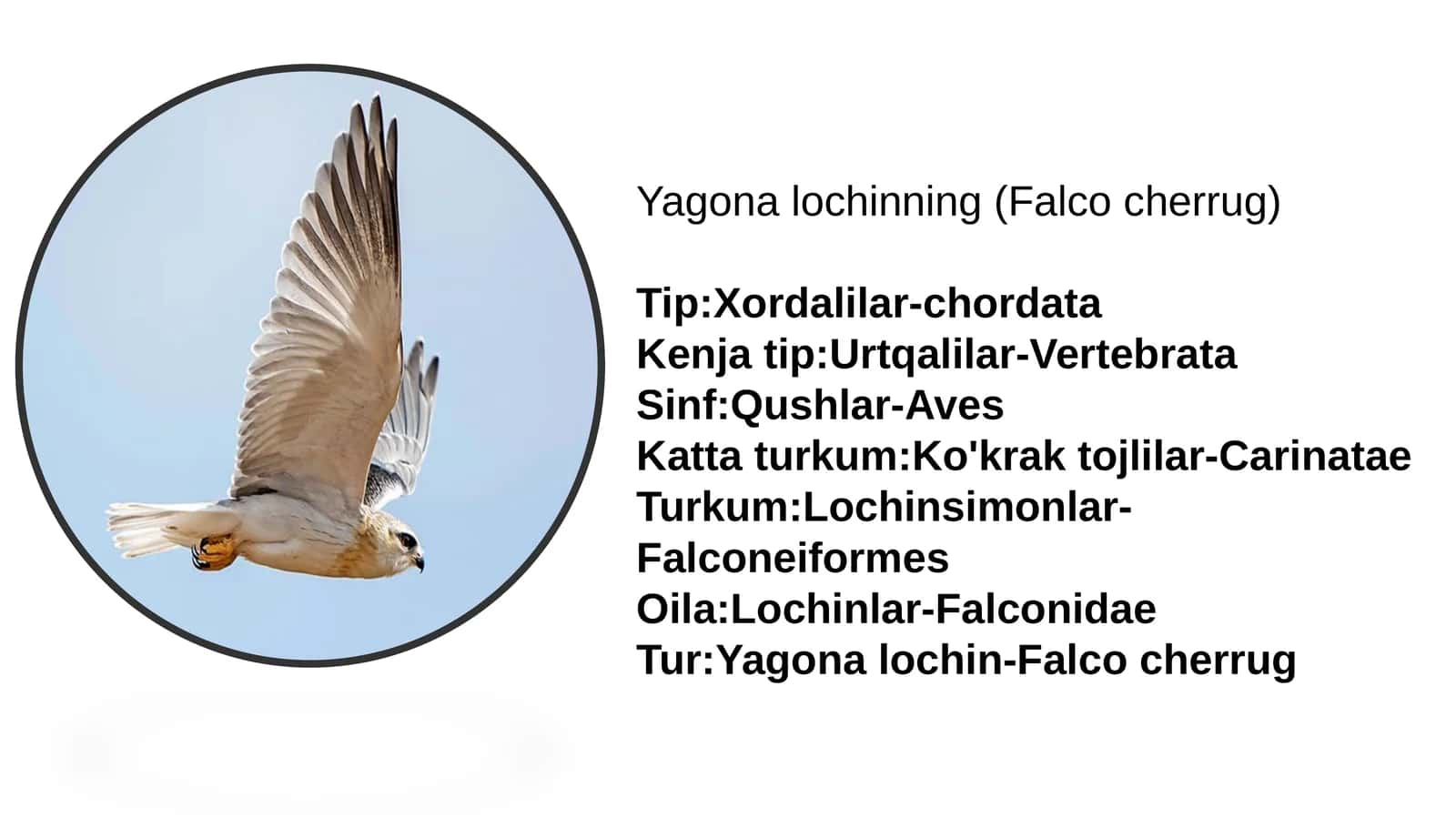 Yagonalochin (Falco cherrug) 1
