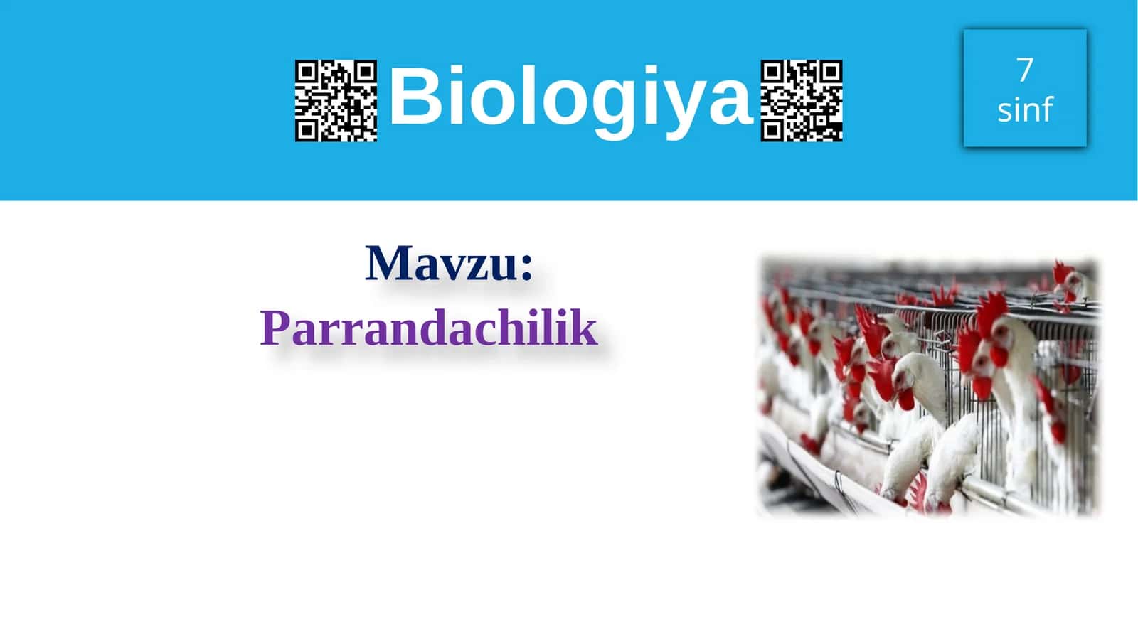 Parrandachilik 1