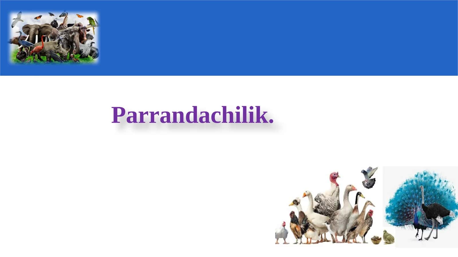 Parrandachilik 1