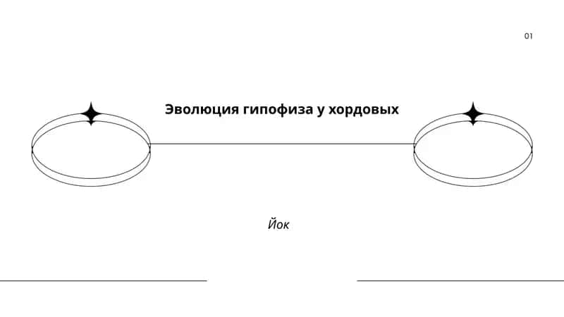 Эволюция гипофиза у хордовых 1