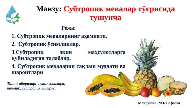 Субтропик мевалар тўғрисида тушунча 1