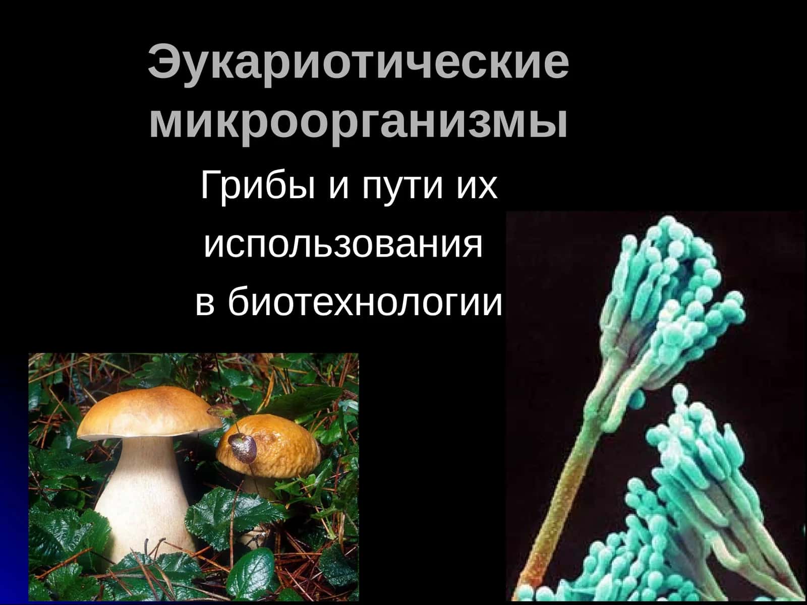 Эукариотические микроорганизмы 1