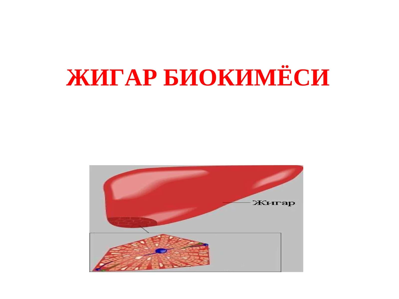 Жигар биокимёси 1